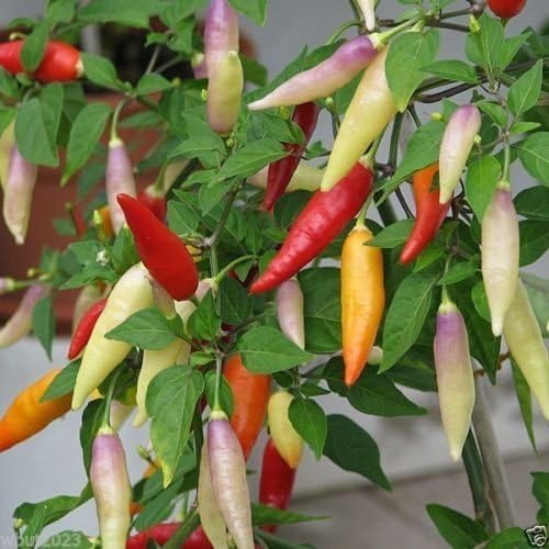 Rare Aji Magyar Pepper seeds (Capsicum baccatum) producing high-yield chili plants with bright red-orange pods, offering mild heat and sweet flavor